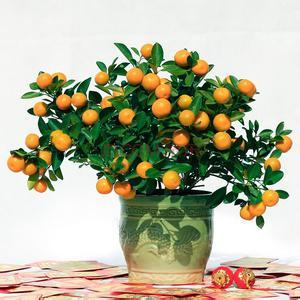 美丽的一年