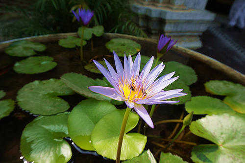 那朵花开在心脏领域
