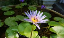 那朵绽放在心田上的花儿