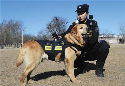 警犬小王