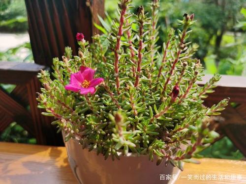 我的植物朋友太阳花