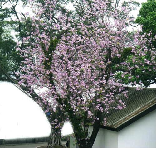 树花开了