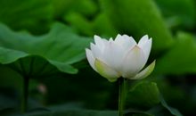 接天莲叶无穷碧，映日荷花何处留