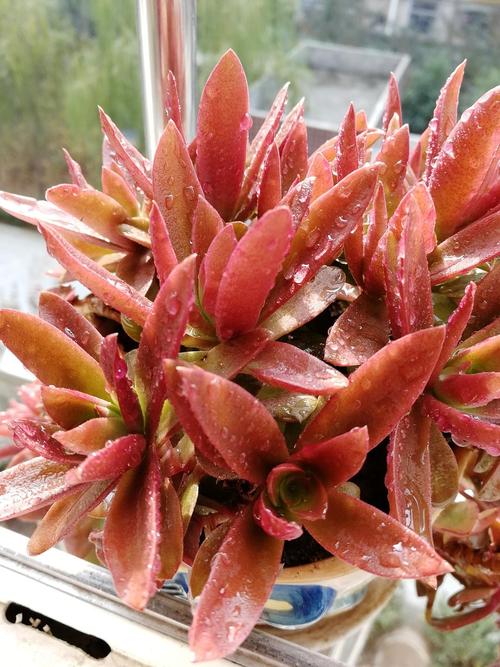 触摸白色霜的红色