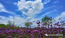 你若用心风景自来