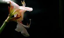 走过这一季花开