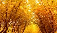 当生命凋零的最后一刻