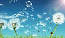 那飘扬的蒲公英