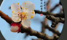 人间四月芳菲未尽