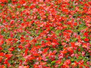 四季花坛