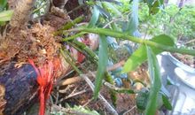 我发现了桂花树的秘密