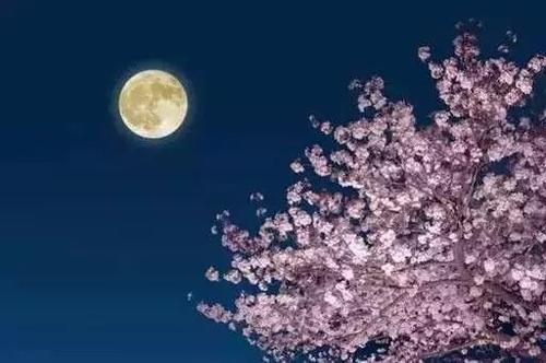 月光夜间团聚