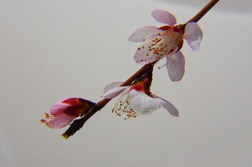 战斗疫情等待春天开花