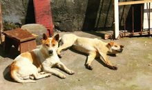 养狗给我带来了快乐