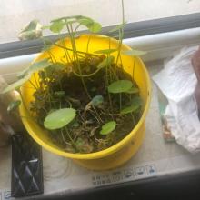 顽强的硬币草