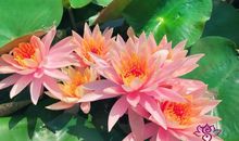 像莲花一样活着