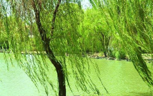 一个小柳树