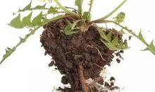 一株浦公英的自述