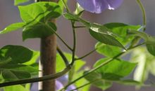 爬上窗台的牵牛花