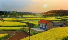 美丽又实用的油菜花