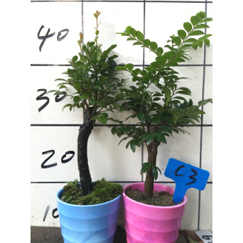 阳台上的花盆