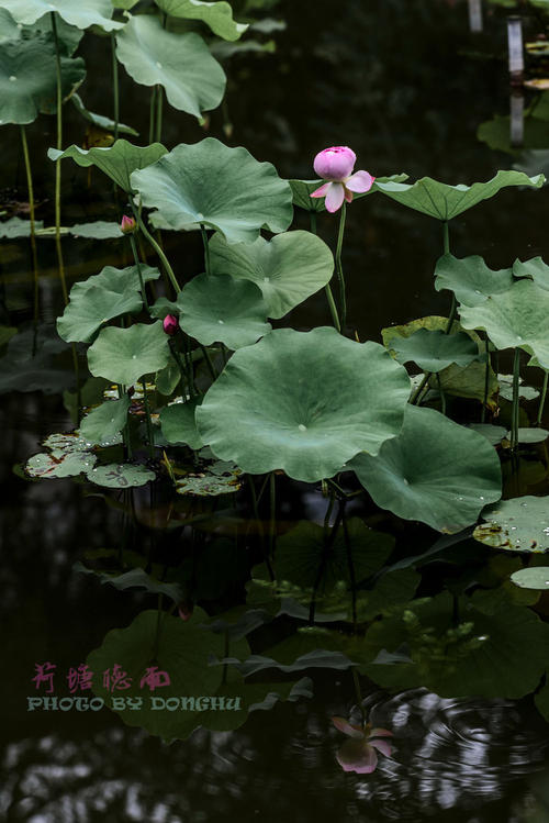 我喜欢倾听下雨。
