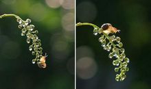 美啊，“亲爱的家乡”