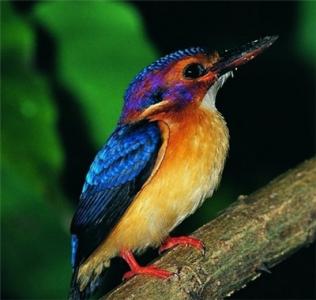 鸟是我们的朋友