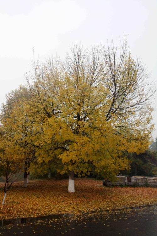 与“风，雨，雪”共同生活