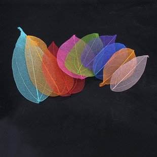 自制叶脉标本