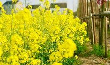 油菜花田里的故事