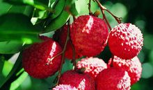 又是荔枝飘香时