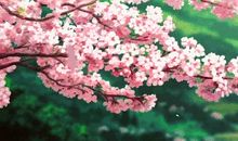 且歌且行且从容