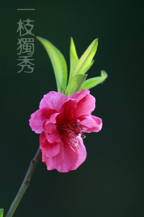 第一个春天绽放