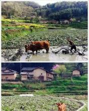 一个快乐的郊外