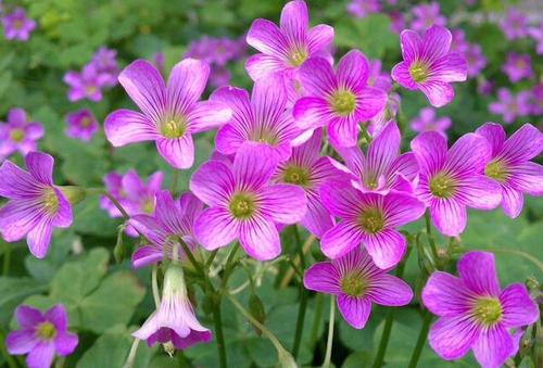 花教堂，我的生活
