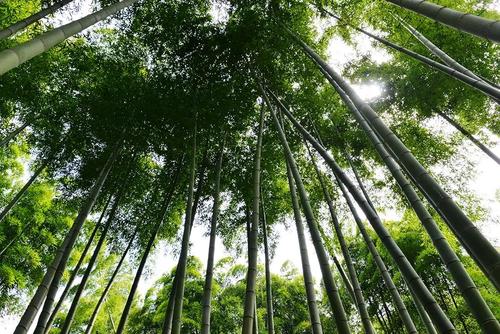 我的心永远驻扎
