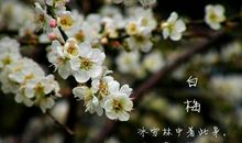 与花同行