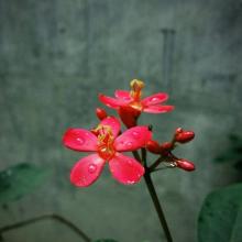花瀑布