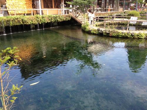 小池塘旅行