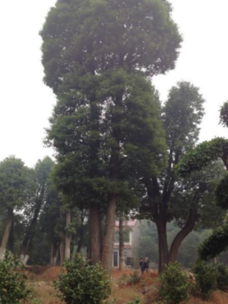 皇帝树