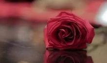 玫瑰即玫瑰，花香无意义