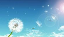 蒲公英我想对你说