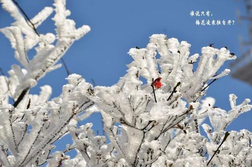 2017年的第一雪