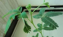 我爱我家的含羞草