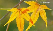 树叶变，变，变