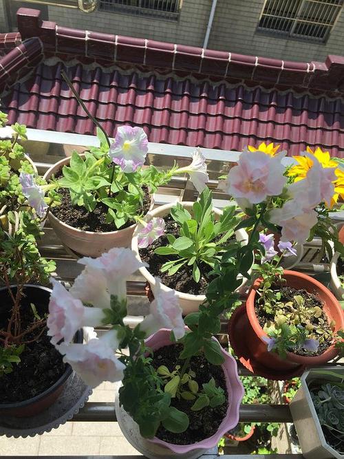 春天阳台外