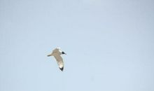 天边飞天边飞来一只鸟