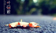 落叶归根也美丽