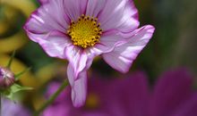 原来静静绽放最美